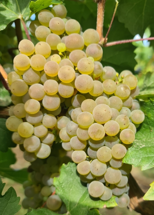 Sauvignac 20260901 113535